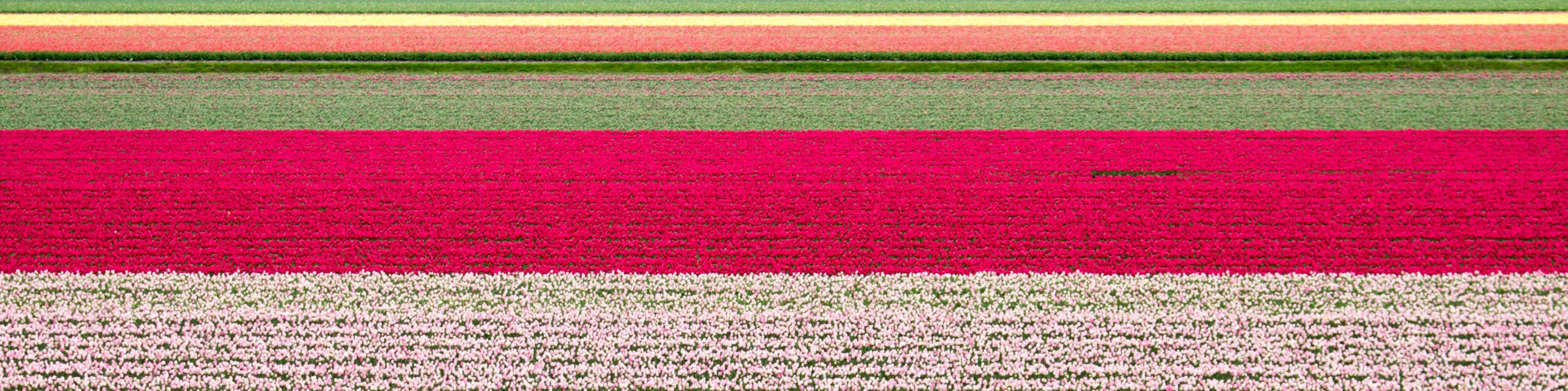 cover image for Сдать налоги в Нидерландах